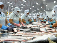 Năm 2018, xuất khẩu cá tra có thể đạt 1,85 tỷ USD