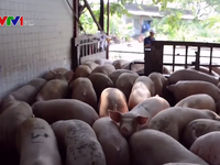Cần thời gian để hoàn thiện quy trình xuất khẩu thịt lợn sang Trung Quốc
