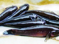 Mô hình nuôi cá bống bớp bằng nguồn thức ăn tự nhiên