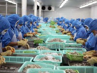 Quý I/2017, Nhật Bản dẫn đầu nhập khẩu tôm Việt Nam