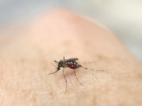 Thêm một ca nhiễm Zika tại Hàn Quốc