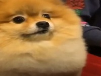 Chú chó dễ thương gây sự chú ý trên mạng xã hội
