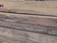 3,5 mét khối gỗ mặt phản chở 'lậu' bị bắt giữ