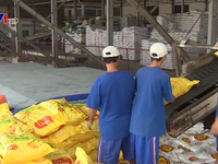 Xuất khẩu gạo Việt Nam đạt mức cao nhất trong 3 năm