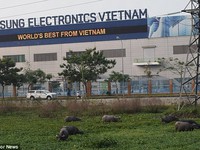 Samsung Việt Nam lên tiếng về thông tin 'chuyển sản xuất sang Triều Tiên'