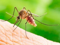 Dịch Zika diễn biến phức tạp tại miền Bắc Ấn Độ