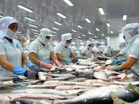 Xuất khẩu cá tra sang Mỹ tăng đột biến