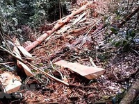 Phó Thủ tướng yêu cầu kiểm tra, ngăn chặn phá rừng tại Lâm Đồng