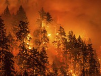 Ít nhất 9 người thiệt mạng do cháy rừng ở California, Mỹ
