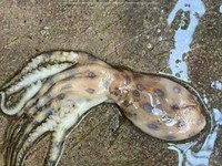 Thông tin xuất hiện loài mực cực độc ở Phú Quốc là sai sự thật