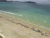 Mắc cạn tại bờ biển New Zealand, gần 150 cá voi chết hàng loạt