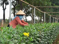 Bình Định: Người trồng hoa tết lao đao vì giống 'dỏm'