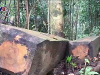Nạn phá rừng bùng phát nghiêm trọng tại Kon Tum