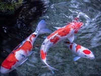 Độc đáo cuộc thi sắc đẹp cá Koi tại Nhật Bản