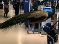 Chim công Dexter nổi tiếng bị hãng hàng không từ chối vận chuyển