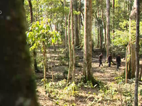 Phong tục giữ rừng của người Hà Nhì ở Y Tý, Lào Cai
