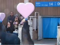 Sinh vật biển biểu diễn mừng ngày Valentine sớm ở thủy cung Tokyo