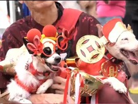 Lễ hội chó cưng chào mừng tết Mậu Tuất tại Singapore