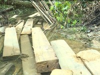 Quảng Bình phát hiện vụ phá rừng phòng hộ quy mô lớn ở huyện Tuyên Hóa