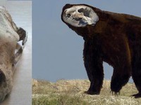 Phát hiện hóa thạch gấu có niên đại 120.000 năm