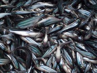 Việt Nam nỗ lực nâng cao chất lượng cá tra giống