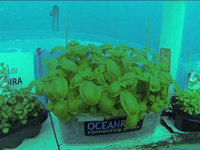 Dự án trồng rau dưới biển đối phó với biến đổi khí hậu