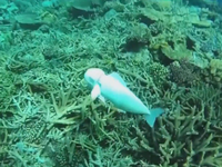 Robot cá khảo sát môi trường biển