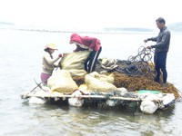 Khánh Hòa: Cảnh báo khai thác rong biển thiếu kiểm soát