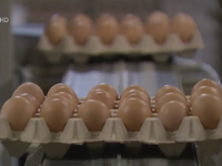 Mỹ: Thu hồi 200 triệu quả trứng vì nguy cơ bùng phát salmonella