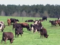 Sử dụng trí thông minh nhân tạo để chăm sóc đàn bò