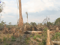Phó Thủ tướng Trương Hòa Bình yêu cầu chấn chỉnh tình trạng phá rừng, khai thác cát, sỏi trái phép