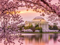 Mùa hoa anh đào nở rộ ở Washington, Mỹ