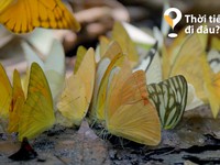 Thời tiết này đi đâu?: Vườn quốc gia Cúc Phương rợp trời bướm trắng tháng 5
