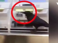 Nhật Bản: Một chú quạ trộm thẻ tín dụng mua vé xe lửa