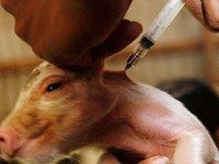 Cuba ra mắt loại vaccine mới phòng chống bệnh dịch tả lợn