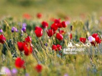 Hoa tulip hoang dã - Biểu tượng sống của thảo nguyên châu Âu
