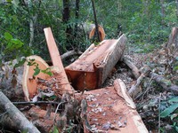 Gia Lai: Khởi tố vụ án khai thác trái phép gần 26 m3 gỗ tại rừng phòng hộ