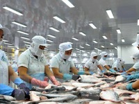 Thủy sản nhập khẩu về Việt Nam ngày càng tăng