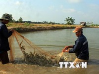Giải pháp giảm giá tôm nguyên liệu ở Đồng bằng sông Cửu Long