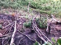 Bình Thuận: Công khai phá rừng phòng hộ để bán đất