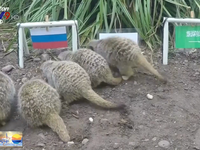 Chồn đất dự đoán Nga thắng trận khai mạc World Cup
