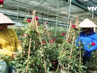 Xuân Quan - Làng hoa cây cảnh tỷ phú ở Hưng Yên