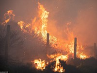Nắng nóng khiến cháy rừng lan rộng tại Anh