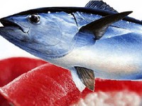 Nghiên cứu về mắt cá mở ra cách chữa sỏi thận và bệnh gout