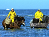 Dùng ngựa kéo lưới đánh tôm biển ở Bỉ