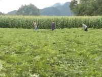 Một nông dân Hà Giang xây dựng cánh đồng trồng dược liệu