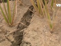Hơn 1.000ha lúa tại Bình Định bị khô hạn