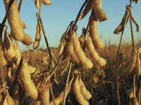 Nông dân Mỹ tích trữ đậu nành chờ hạ nhiệt căng thẳng Mỹ-Trung