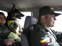 Colombia: Băng đảng ma túy treo thưởng để truy giết chó nghiệp vụ
