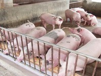 Chủ động ngăn chặn bệnh dịch tả lợn châu Phi